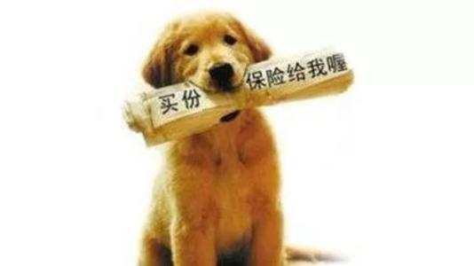 寵物保險怎么挑選？有寵物的你確定不了解一下？