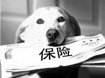 寵物保險怎么挑選？有寵物的你確定不了解一下？